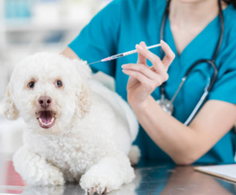 dog vaccinations in Berwyn