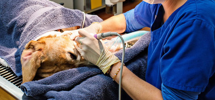 Russell animal hospital veterinary surgery