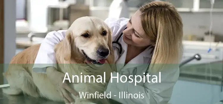 Animal Hospital Winfield - Illinois