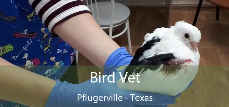 Bird Vet Pflugerville - Texas