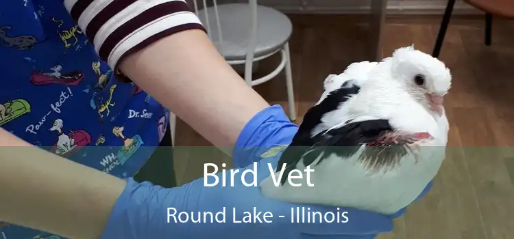 Bird Vet Round Lake - Illinois