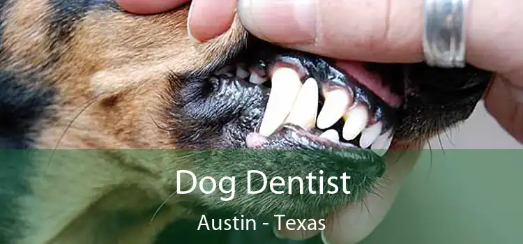 Dog Dentist Austin - Texas