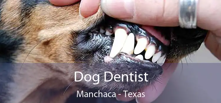 Dog Dentist Manchaca - Texas