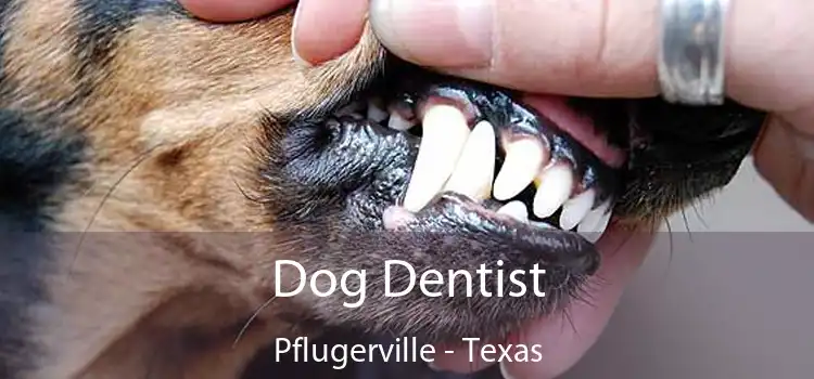 Dog Dentist Pflugerville - Texas