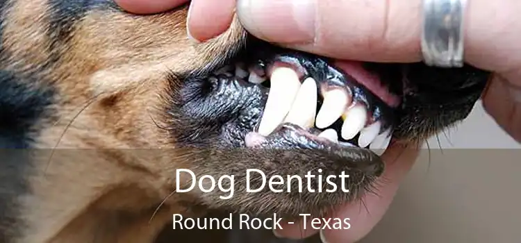 Dog Dentist Round Rock - Texas