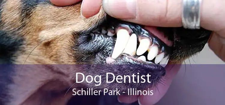 Dog Dentist Schiller Park - Illinois