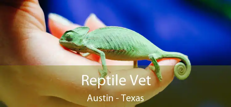 Reptile Vet Austin - Texas