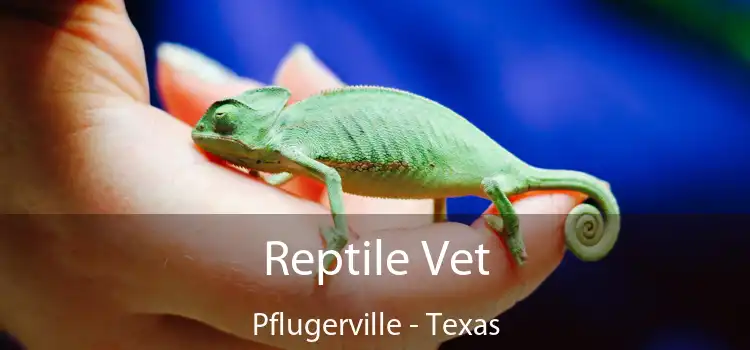 Reptile Vet Pflugerville - Texas