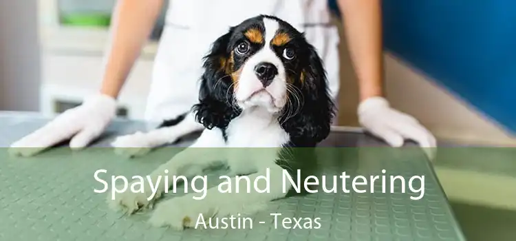 Spaying and Neutering Austin - Texas