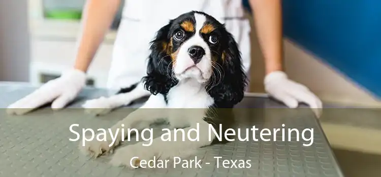 Spaying and Neutering Cedar Park - Texas