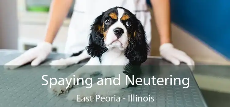 Spaying and Neutering East Peoria - Illinois