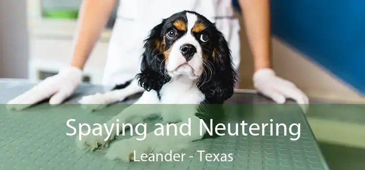 Spaying and Neutering Leander - Texas