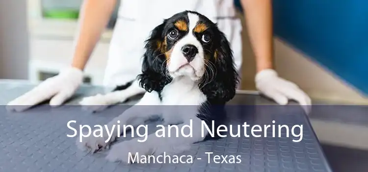 Spaying and Neutering Manchaca - Texas