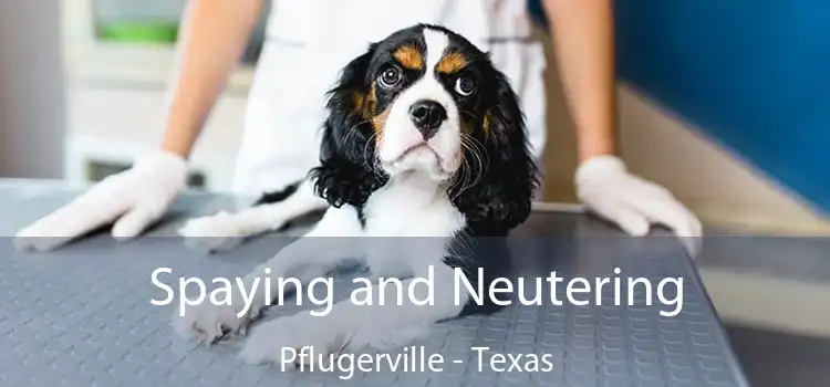 Spaying and Neutering Pflugerville - Texas