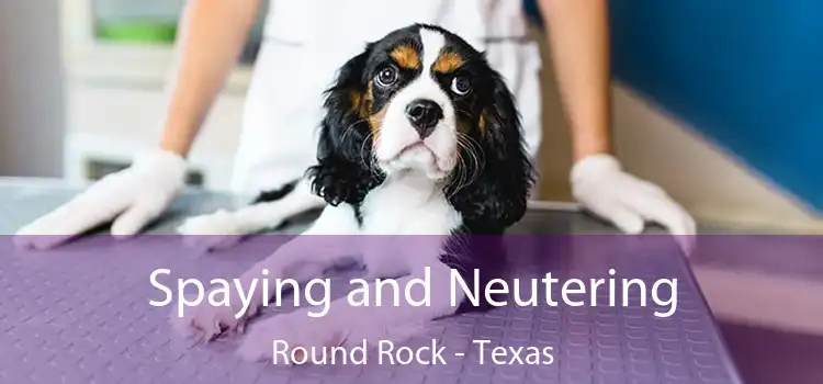 Spaying and Neutering Round Rock - Texas