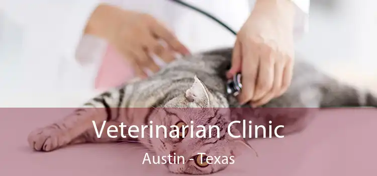 Veterinarian Clinic Austin - Texas