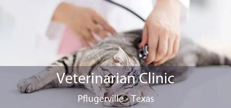 Veterinarian Clinic Pflugerville - Texas